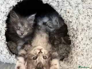 Maine Coon cats TICA Maine Coon Kittens 🏆 Ready to Reserve! - Advert 5