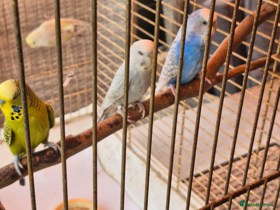 Budgerigars birds for sale: Baby budgie  for sale  - Image 6