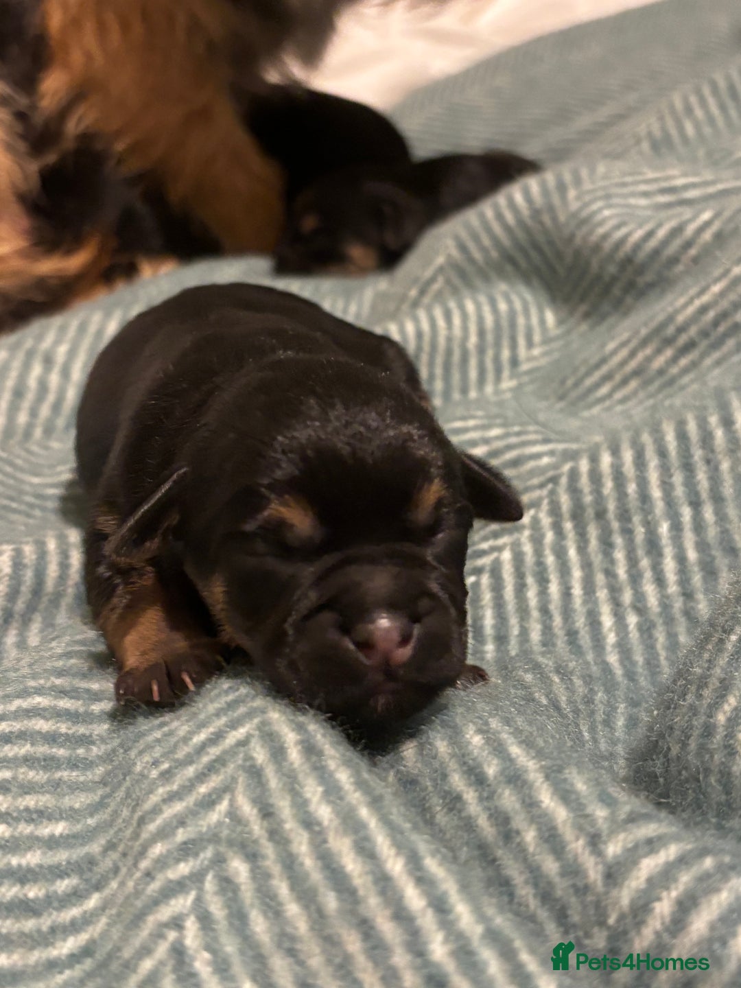 Border Terrier dogs for sale: Beautiful KC registered Border Terrier boys  - Advert 5