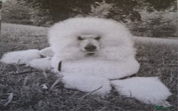 Standard Poodle dogs for sale: Standard poodle puppies  - Image 5