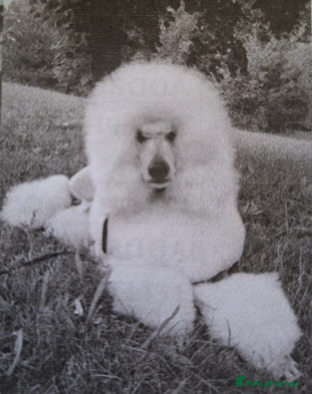Standard Poodle dogs for sale: Standard poodle puppies  - Image 5