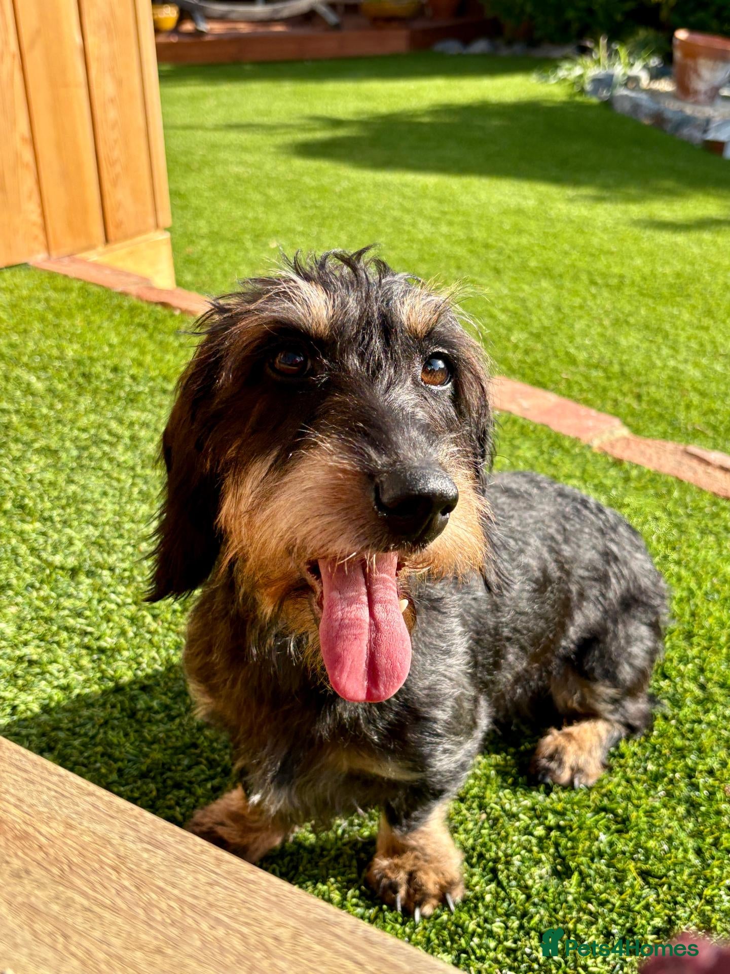 Dachshund dogs Polly, Wirehaired dachsund - Advert 1