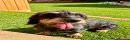 Dachshund dogs for sale: Polly, Wirehaired dachsund - Advert 1