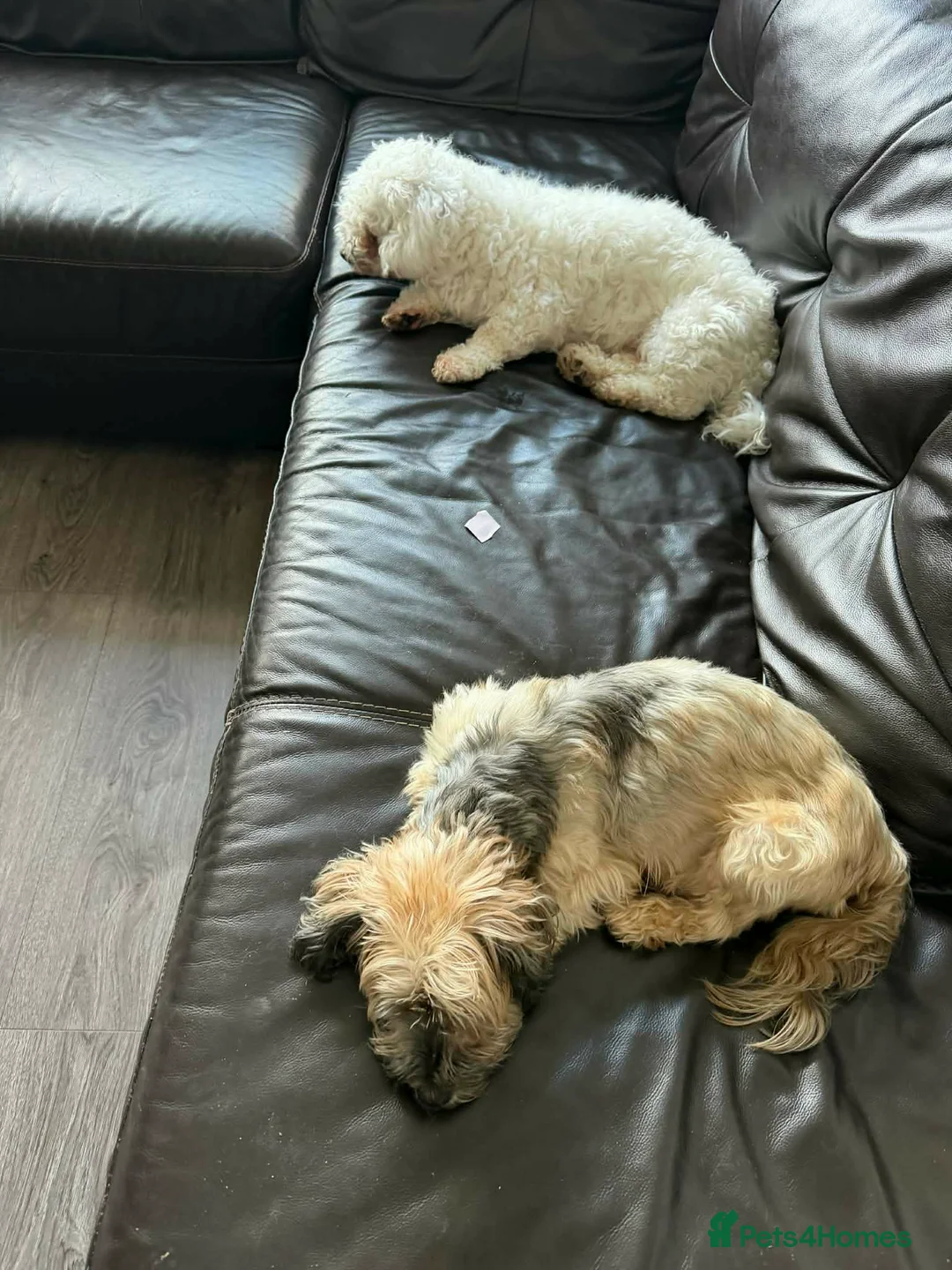 Mixed Breed dogs for sale: Gorgeous Malshi puppy's female - Advert 7