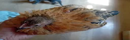 Chickens poultry for sale: Indoor Therapy Serama Hen -  Highly Tame - Advert 22