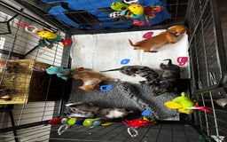 Miniature Dachshund dogs for sale: 5 beautiful miniature dachshunds for sale - Image 14