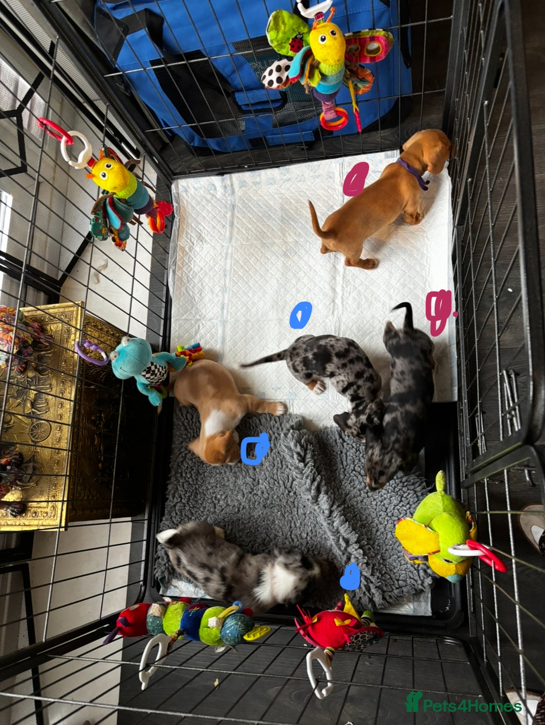 Miniature Dachshund dogs for sale: 5 beautiful miniature dachshunds for sale - Image 14