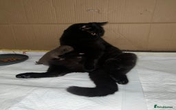 British Shorthair cats for sale: British short hair kitten - Image 5