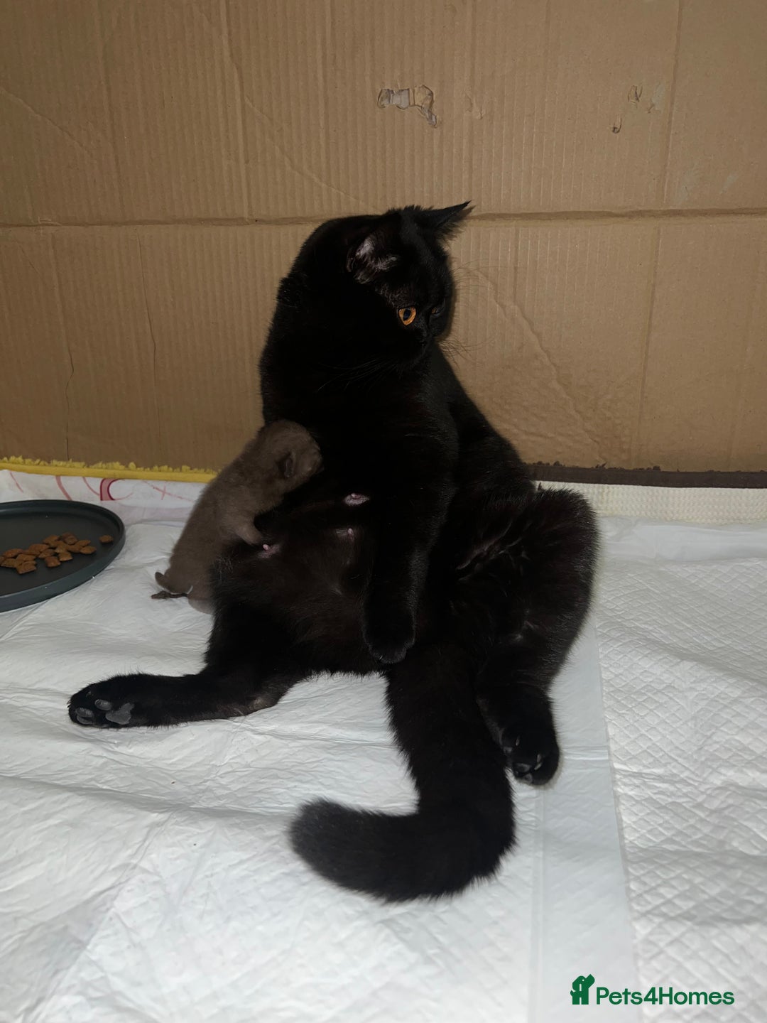 British Shorthair cats for sale: British short hair kitten - Image 5