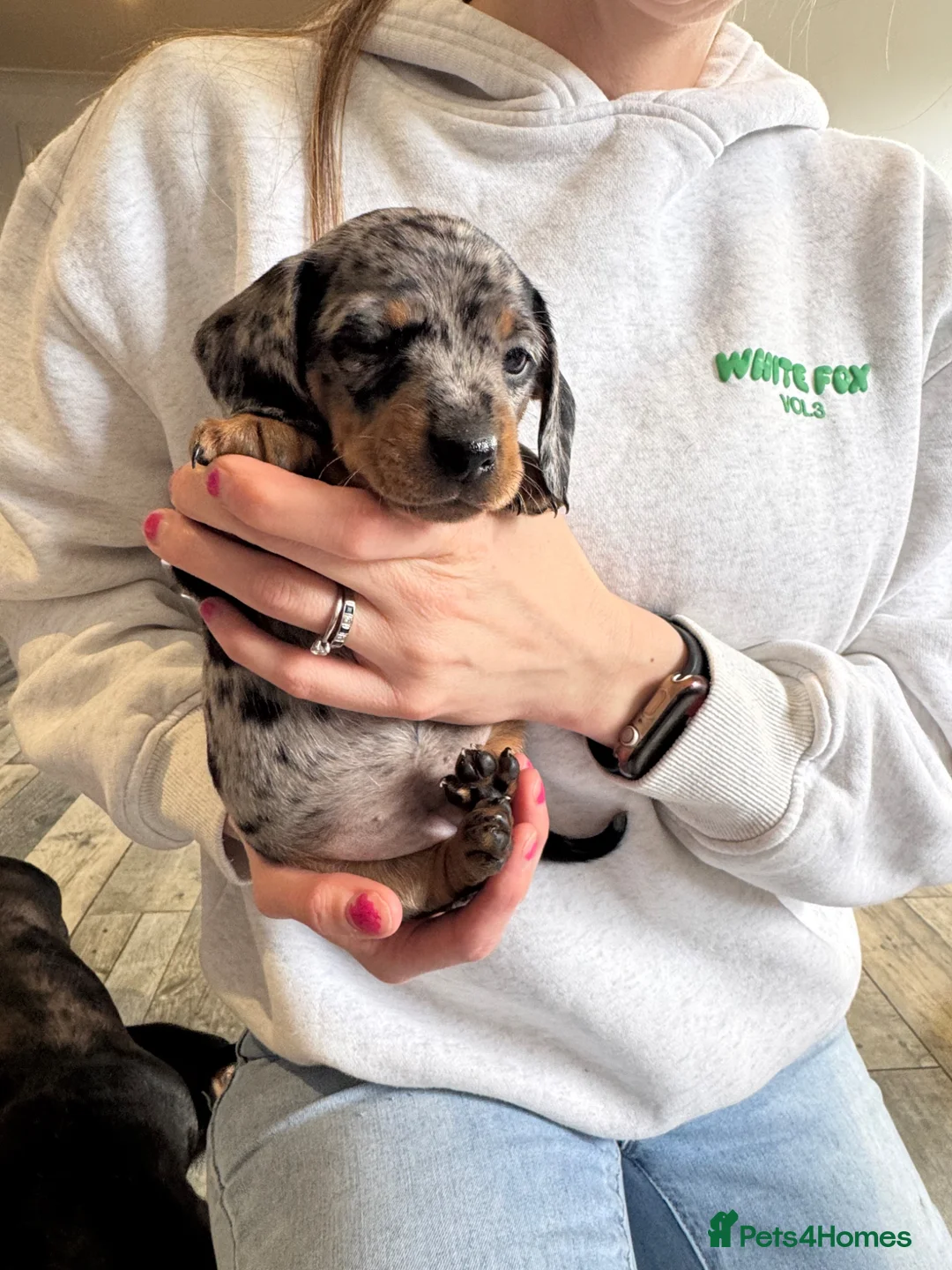 Miniature Dachshund dogs for sale: Miniature Dachshund puppies for sale  - Advert 2