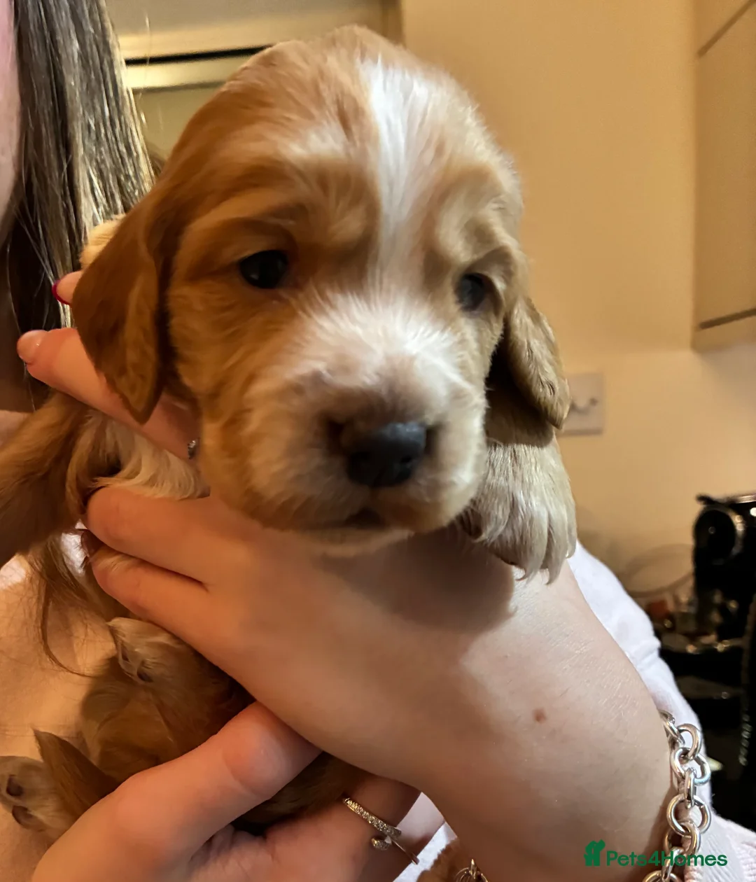 Cocker Spaniel dogs for sale: KC Registered and Vet checked Pups - Advert 10