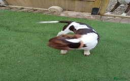 English Springer Spaniel dogs for sale: **SPRINGER SPANIEL, health tested** - Image 6