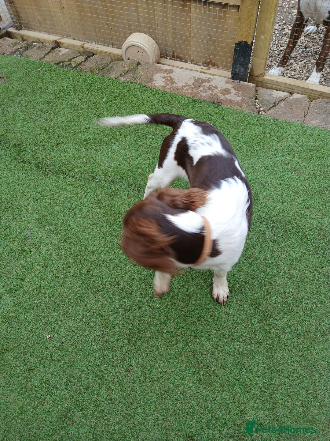 English Springer Spaniel dogs for sale: **SPRINGER SPANIEL, health tested** - Image 6