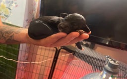Mixed Breed dogs for sale: Cocker Collie puppies  - Image 9