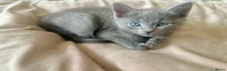 Russian Blue cats for sale: Stunning Russian Blue Kittens - Advert 2