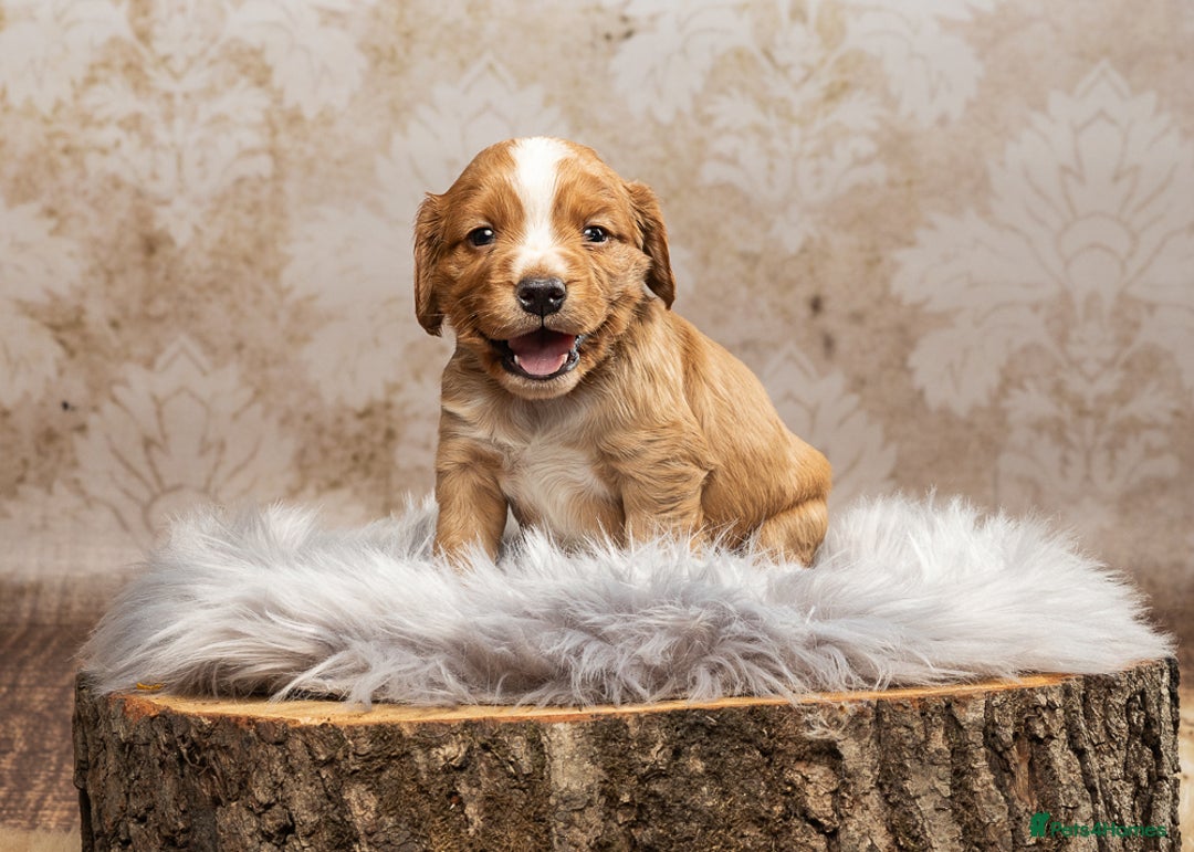 Cocker Spaniel dogs for sale: Last pup Working Cocker Spaniel Puppies! 🐶 in Chatteris - Image 4