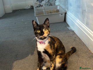 Mixed Breed cats Foxy - £50 - Advert 1