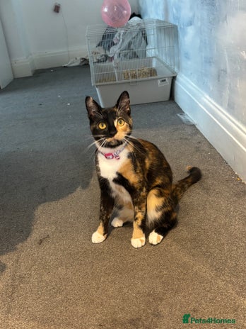 Mixed Breed cats Foxy - £50 - Advert 2