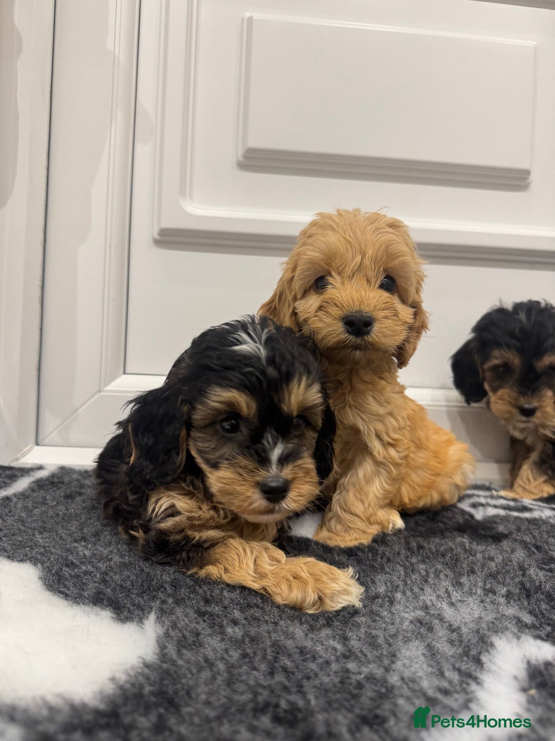 Cockapoo dogs for sale: F1 pra clear Cockapoos(council lincesed breeder) - Advert 5