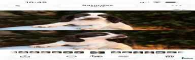 Cocker Spaniel 3