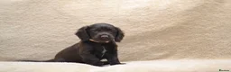 Cocker Spaniel dogs for sale: Chocolate Cocker Spaniel Puppies - Advert 10