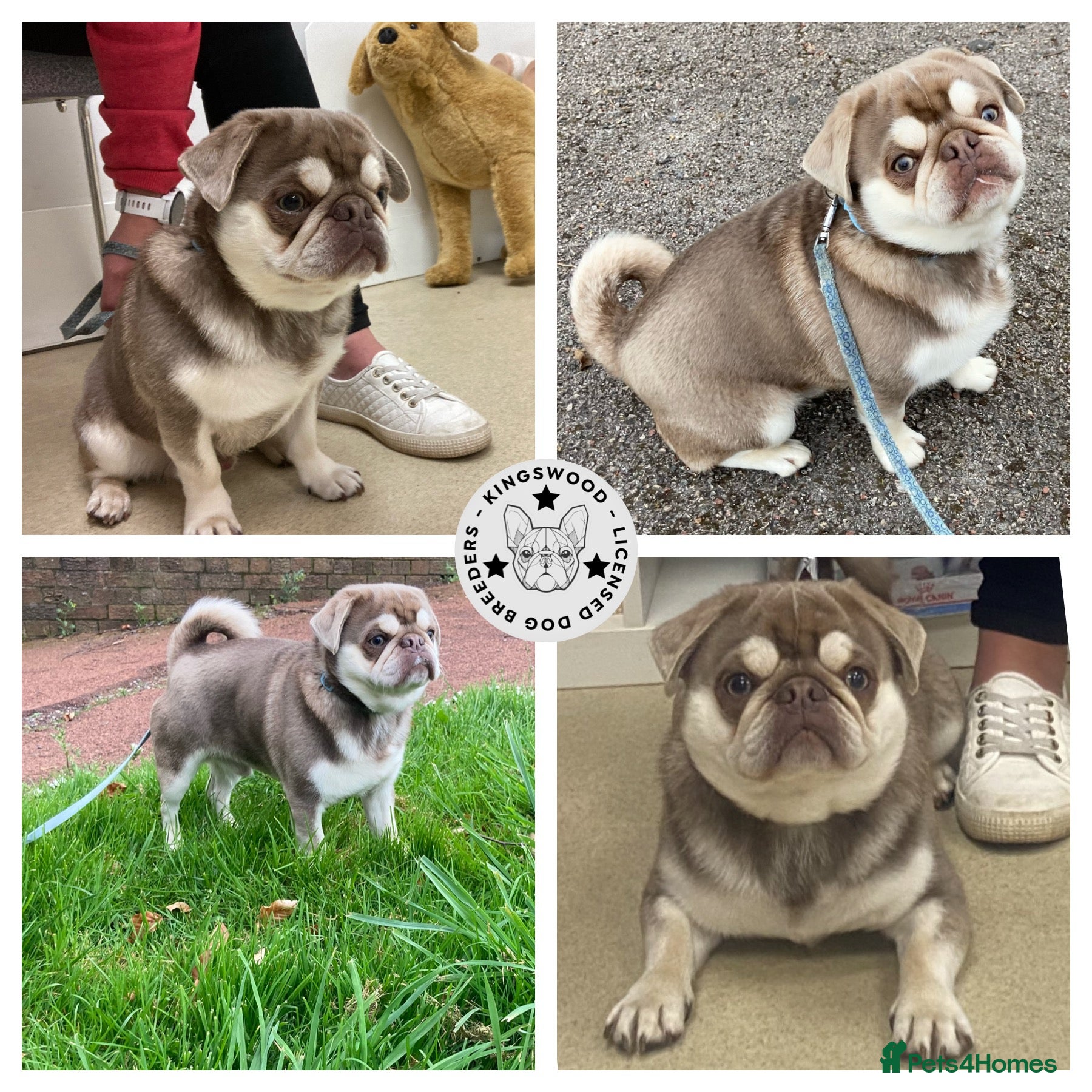 Pug dogs lilac tan pug KC &amp; 5panel health tested - Advert 1