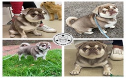 Pug dogs for stud: lilac tan pug KC & 5panel health tested in Newcastle - Image 1