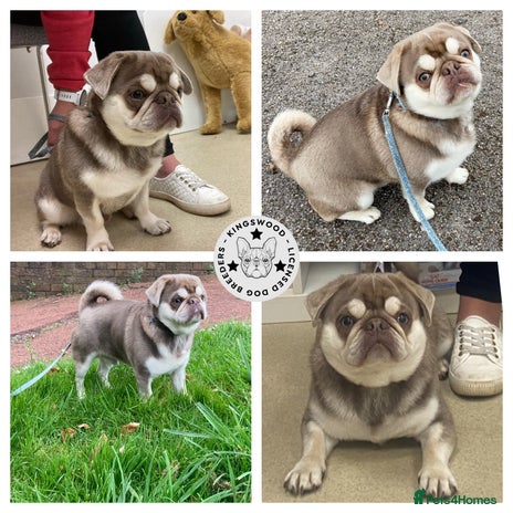 Pug dogs in Newcastle - Advert 1