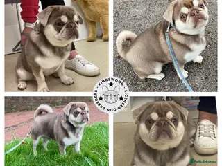 Pug dogs lilac tan pug KC & 5panel health tested - Advert 8