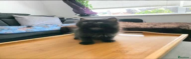 Smoke Tabby