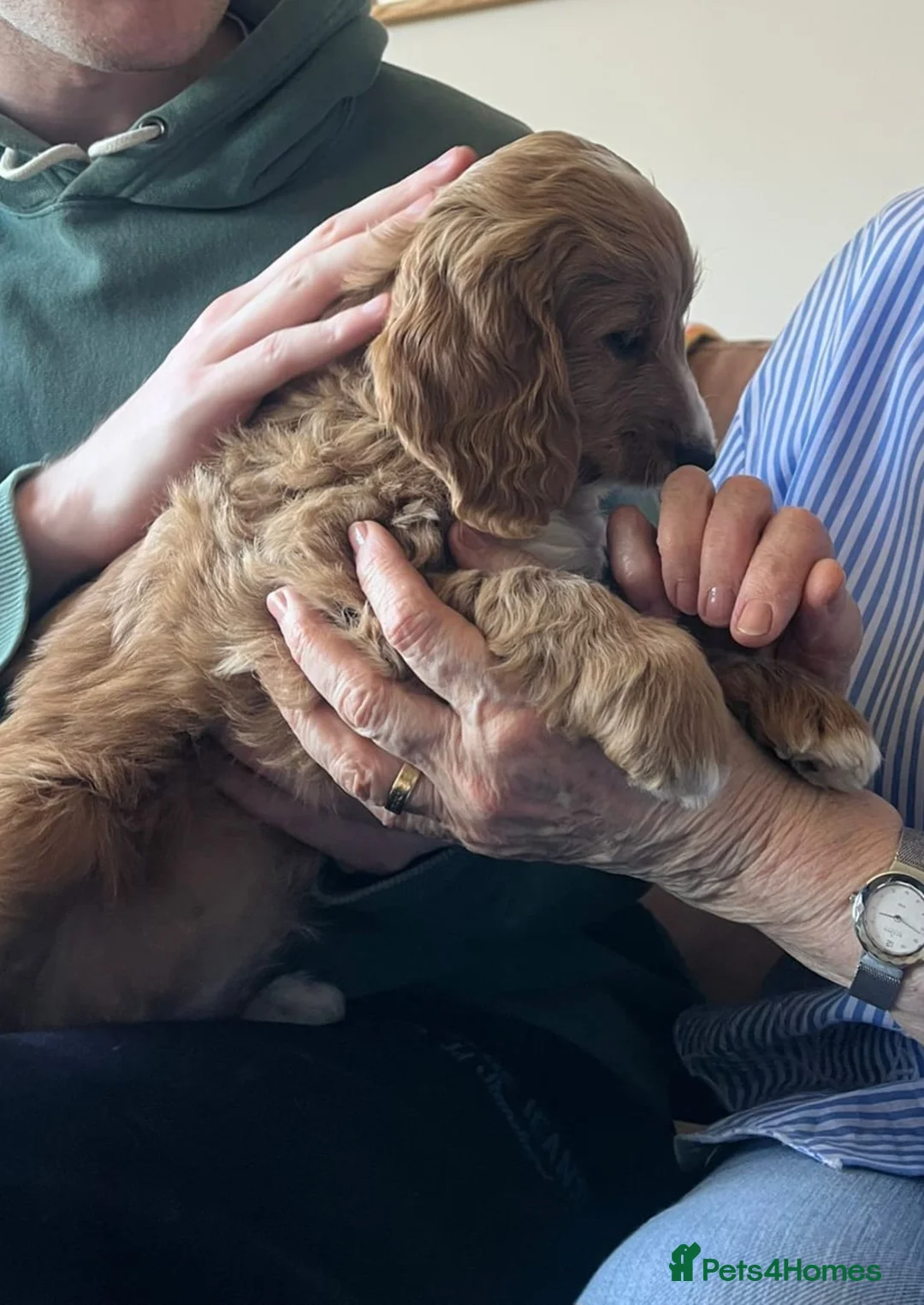 Cockapoo dogs for sale: Red F1 Cockapoo  in Tonbridge - Advert 2