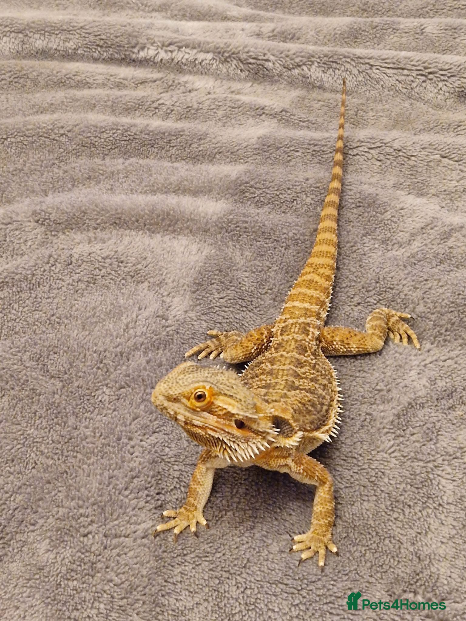 Bearded Dragon reptiles Bearded dragon  - Advert 1