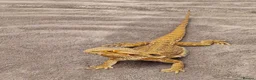 Bearded Dragon reptiles for sale: Bearded dragon  in Burton-on-Trent - Advert 1