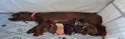 Cocker Spaniel dogs for sale: Cocker spaniels ready to reserve - Advert 13