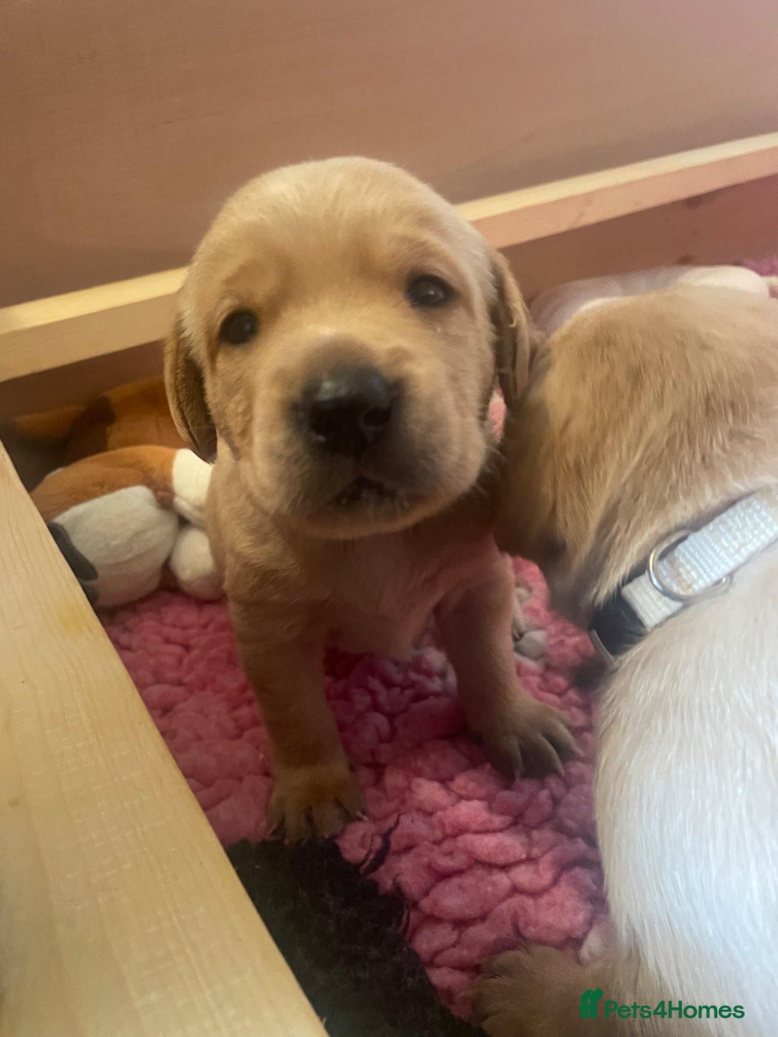 Labrador Retriever dogs KC Registered Health Tested Labrador Puppies - Advert 1