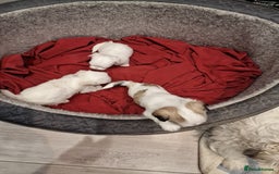 Malshi dogs for sale: Malshi puppiez - Image 4