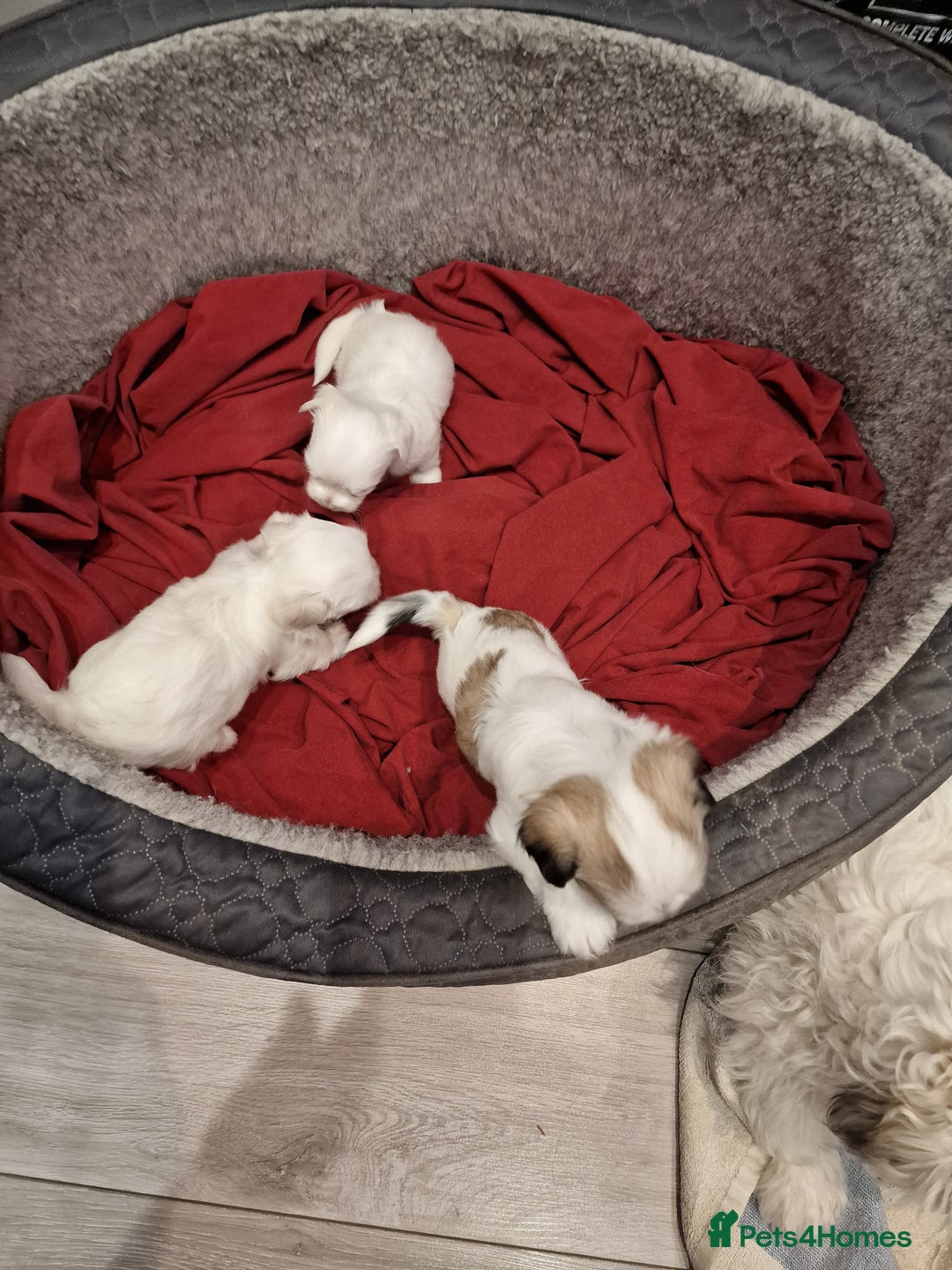 Malshi dogs for sale: Malshi puppiez - Image 4