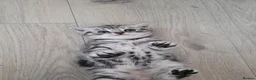 British Shorthair cats for sale: Original BSH Silver Tabby kittens  - Advert 12