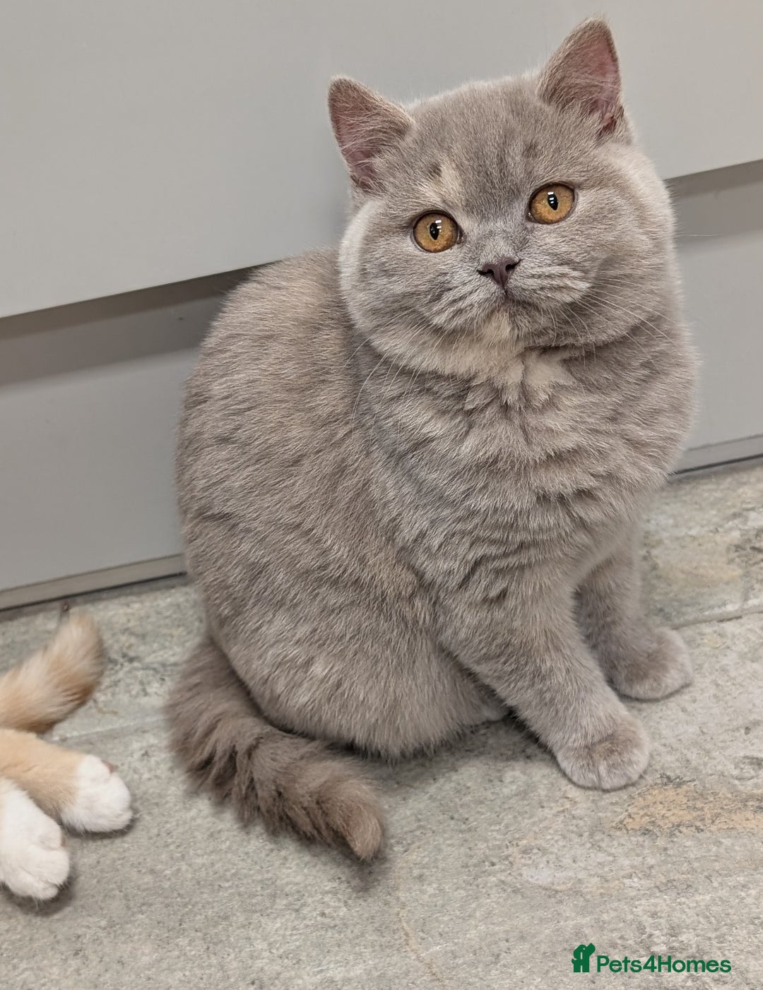 British Shorthair cats for sale: Gorgeous British shorthair kittens  - Advert 11