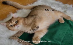 British Shorthair cats for sale: GCCF Reg Show quality & Champion line Goldens - Image 5