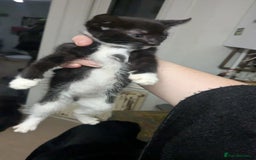 British Shorthair cats for sale: BEAUTIFUL TABBY KITTENS FOR SALE  - Advert 5