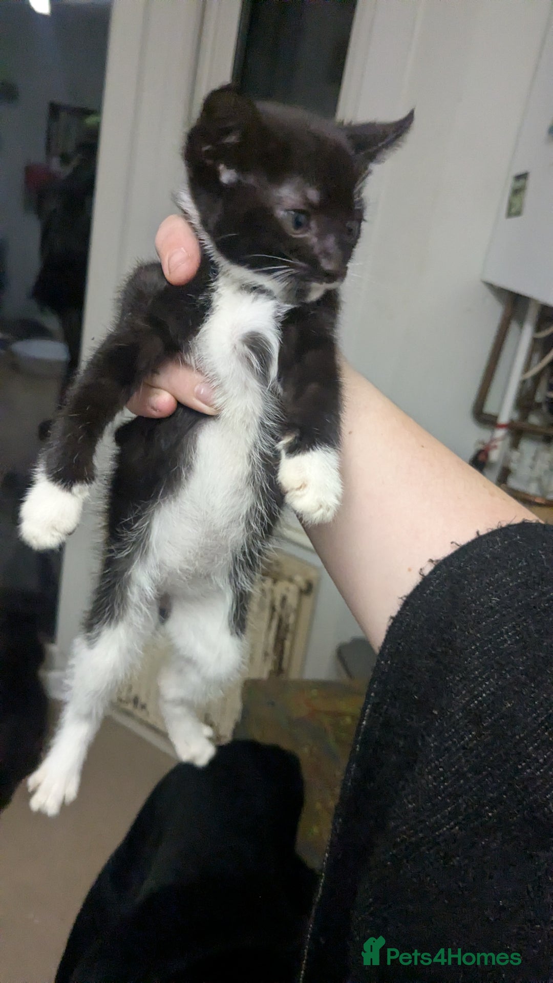 British Shorthair cats for sale: BEAUTIFUL TABBY KITTENS FOR SALE  - Advert 5