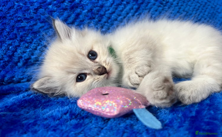 Siberian cats - Advert 4