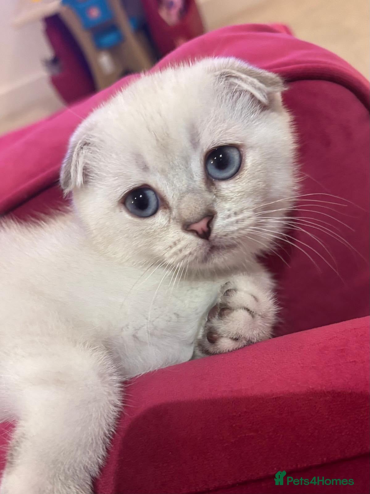 Scottish Fold cats BEAUTIFUL WHITE SCOTTISH FOLDS - Advert 4