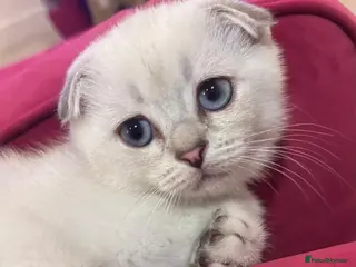 Scottish Fold cats BEAUTIFUL WHITE SCOTTISH FOLDS - Advert 6
