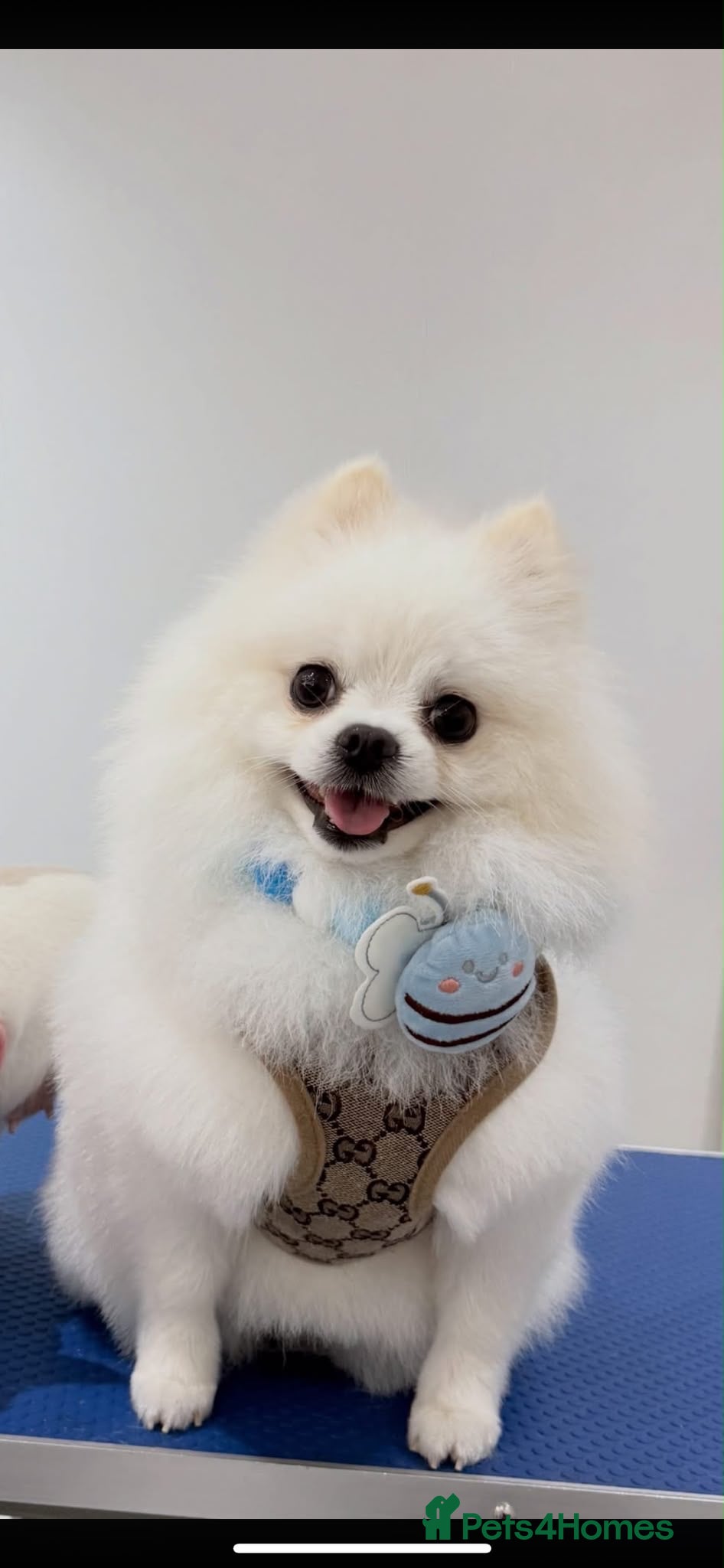Pomeranian dogs POMERANIAN AVAILABLE FOR STUD - Advert 16