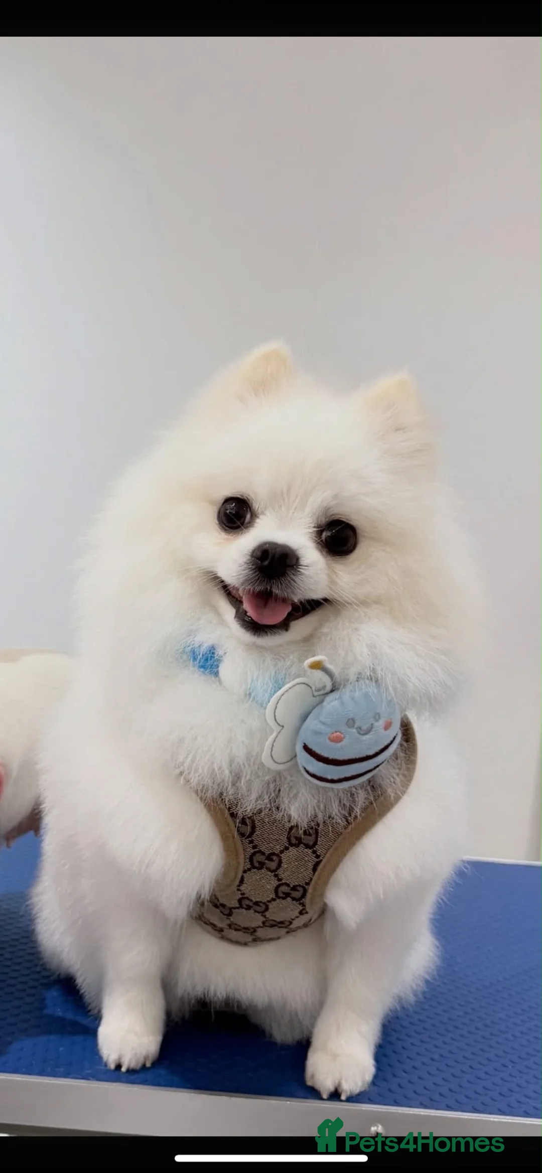 Pomeranian dogs for stud: POMERANIAN AVAILABLE FOR STUD - Advert 1