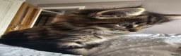 Maine Coon cats for sale: Maine Coon X kittens - Advert 22