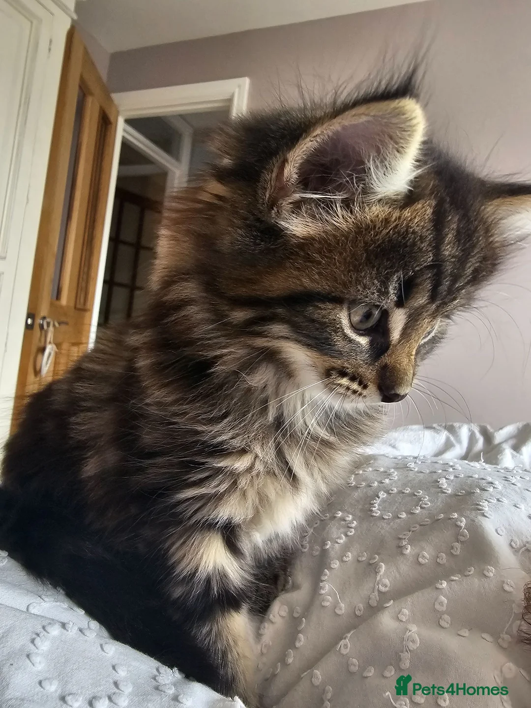 Maine Coon cats for sale: Maine Coon X kittens - Advert 22