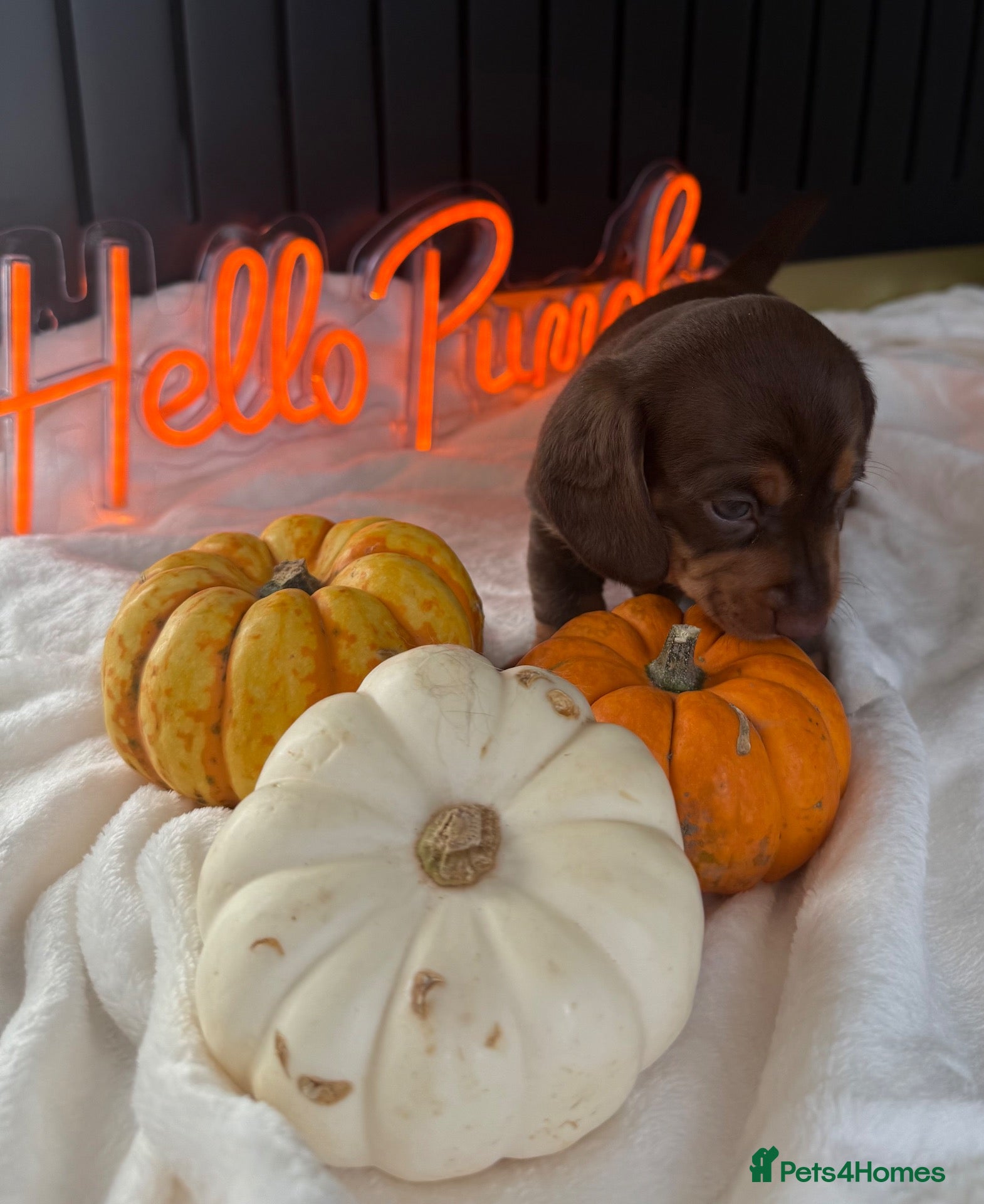 Miniature Dachshund dogs PERFECT LITTER OF MINIATURE DACHSHUNDS - Advert 1